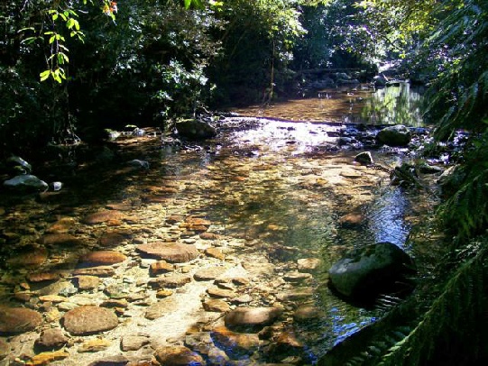 Coombadjha Creek - Washpool National Park